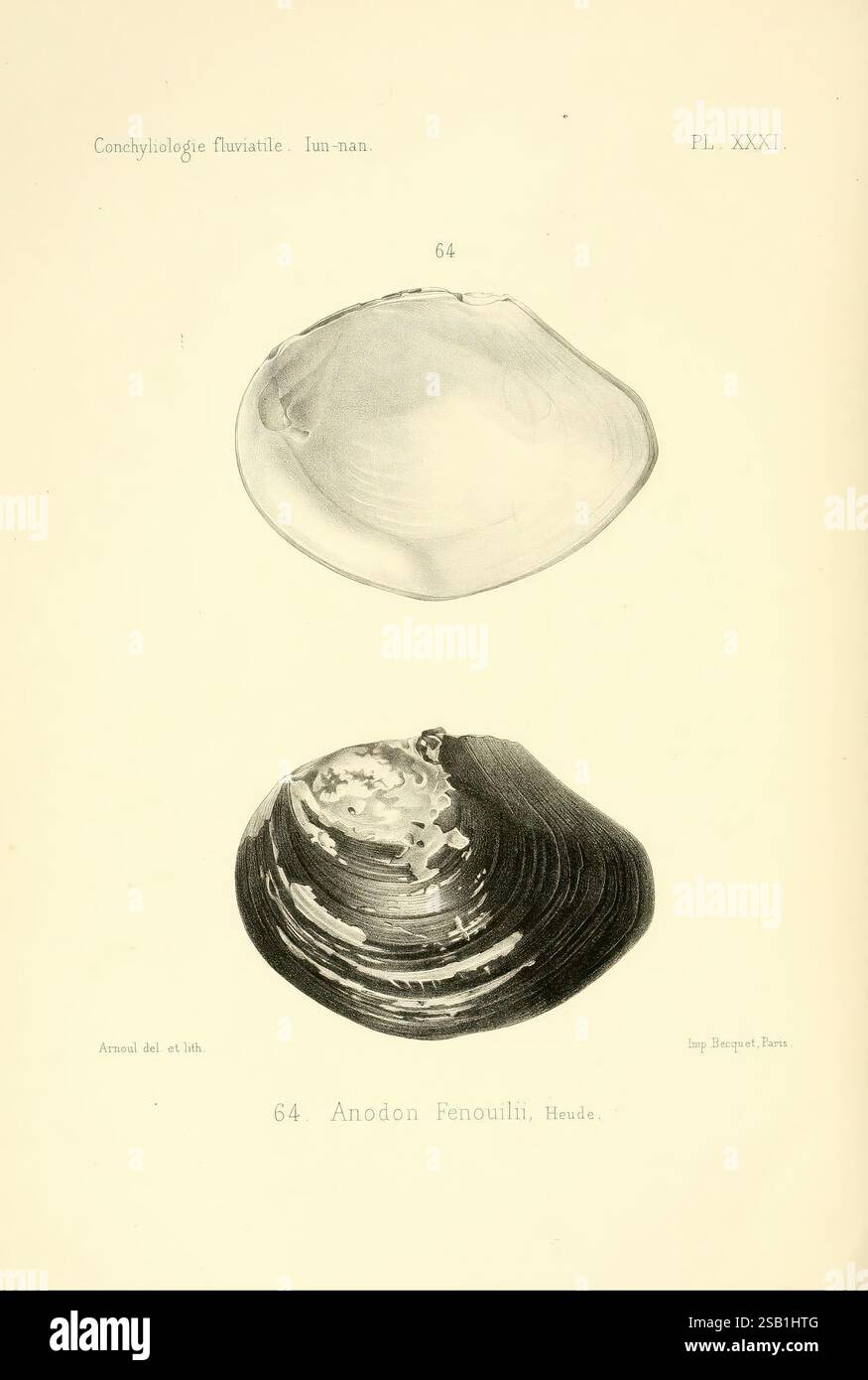 Species anodon fenouilli hi-res stock photography and images - Alamy