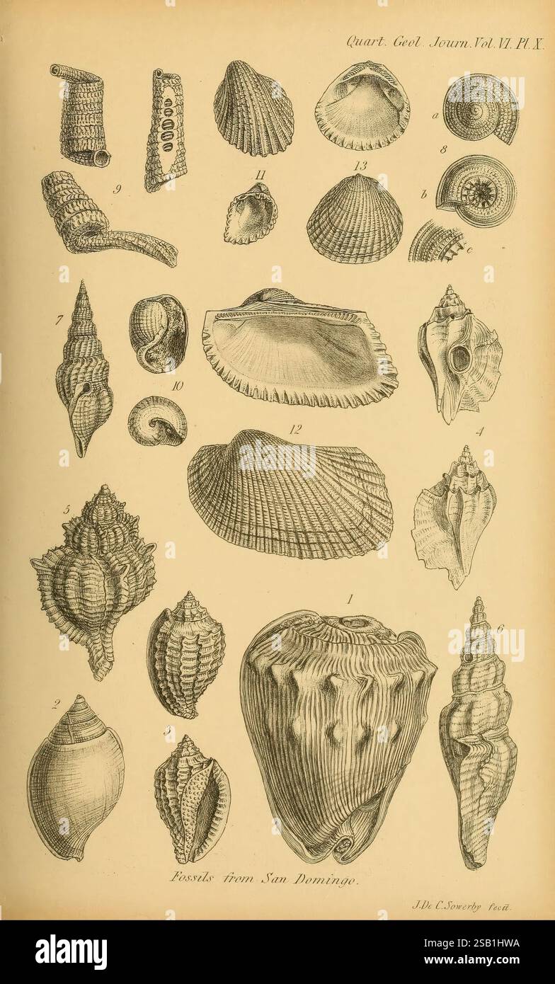 Flatter bivalves hi-res stock photography and images - Alamy