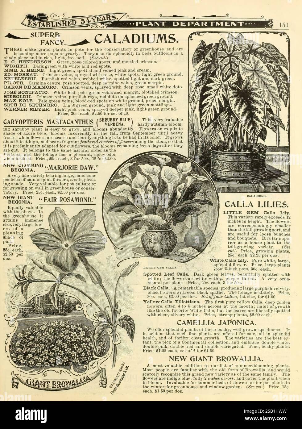 Vintage botanical catalog featuring hires stock photography and images