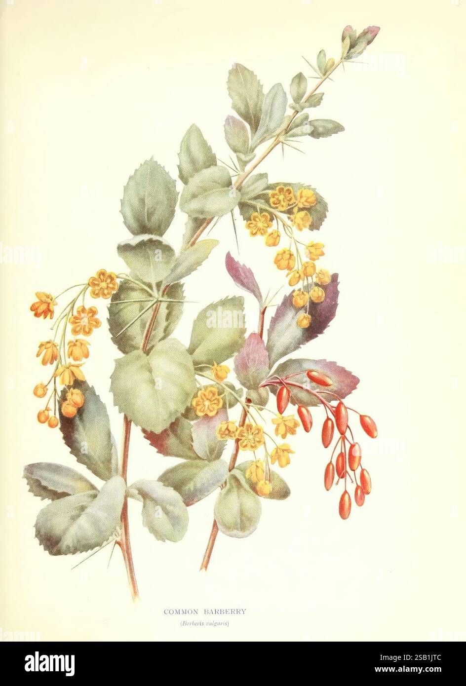 Trees and shrubs of the British Isles, London, Dent, 1909, botany ...