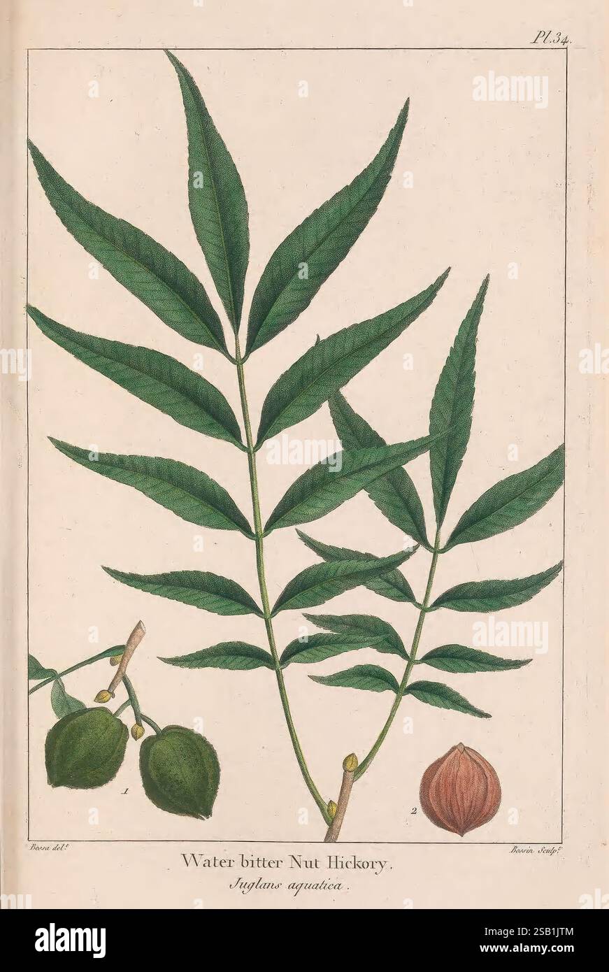 The North American Sylva, Philadelphia, R. P. Smith, 1853, botany ...