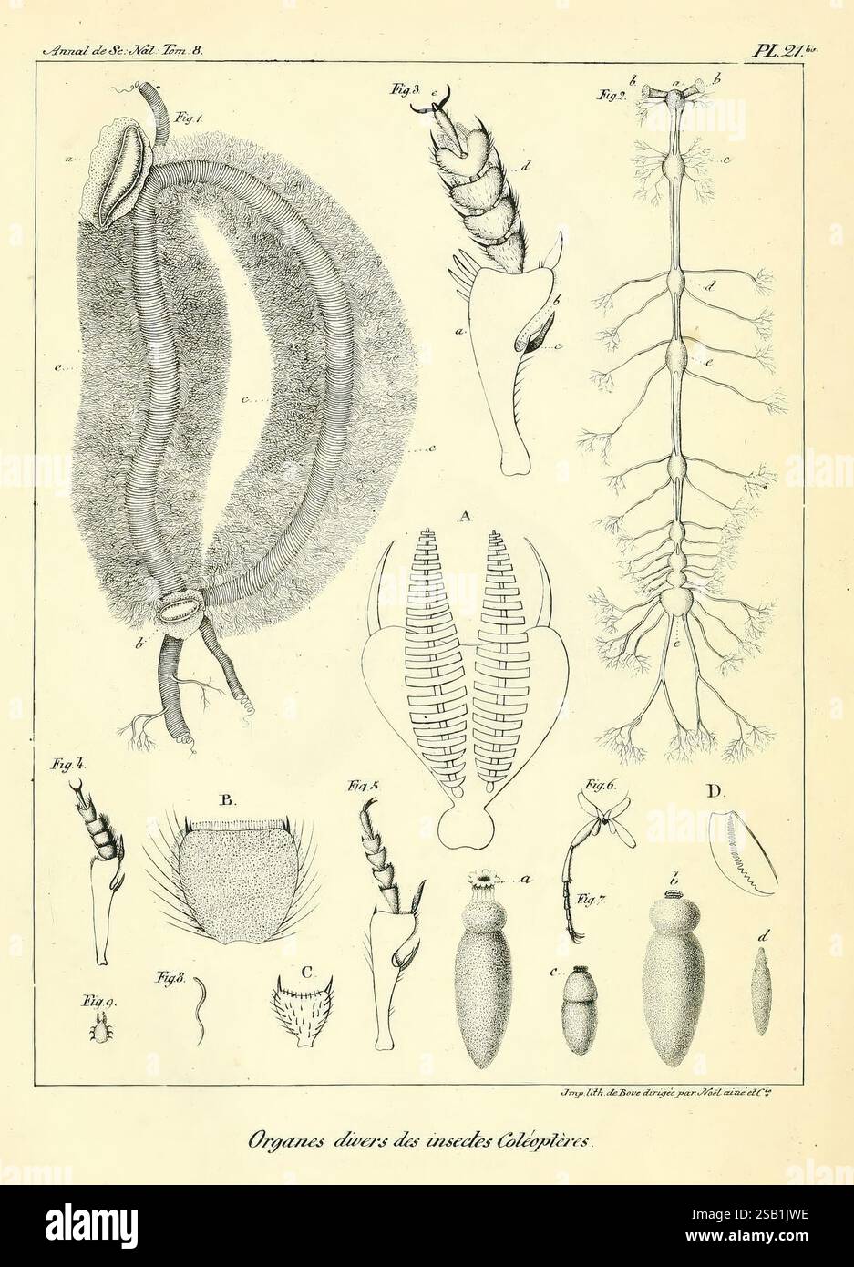 Annales des Sciences Naturelles, Paris, Crochard, insects, beetles ...