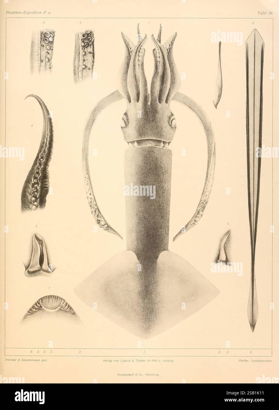 Squid mantle hi-res stock photography and images - Page 4 - Alamy