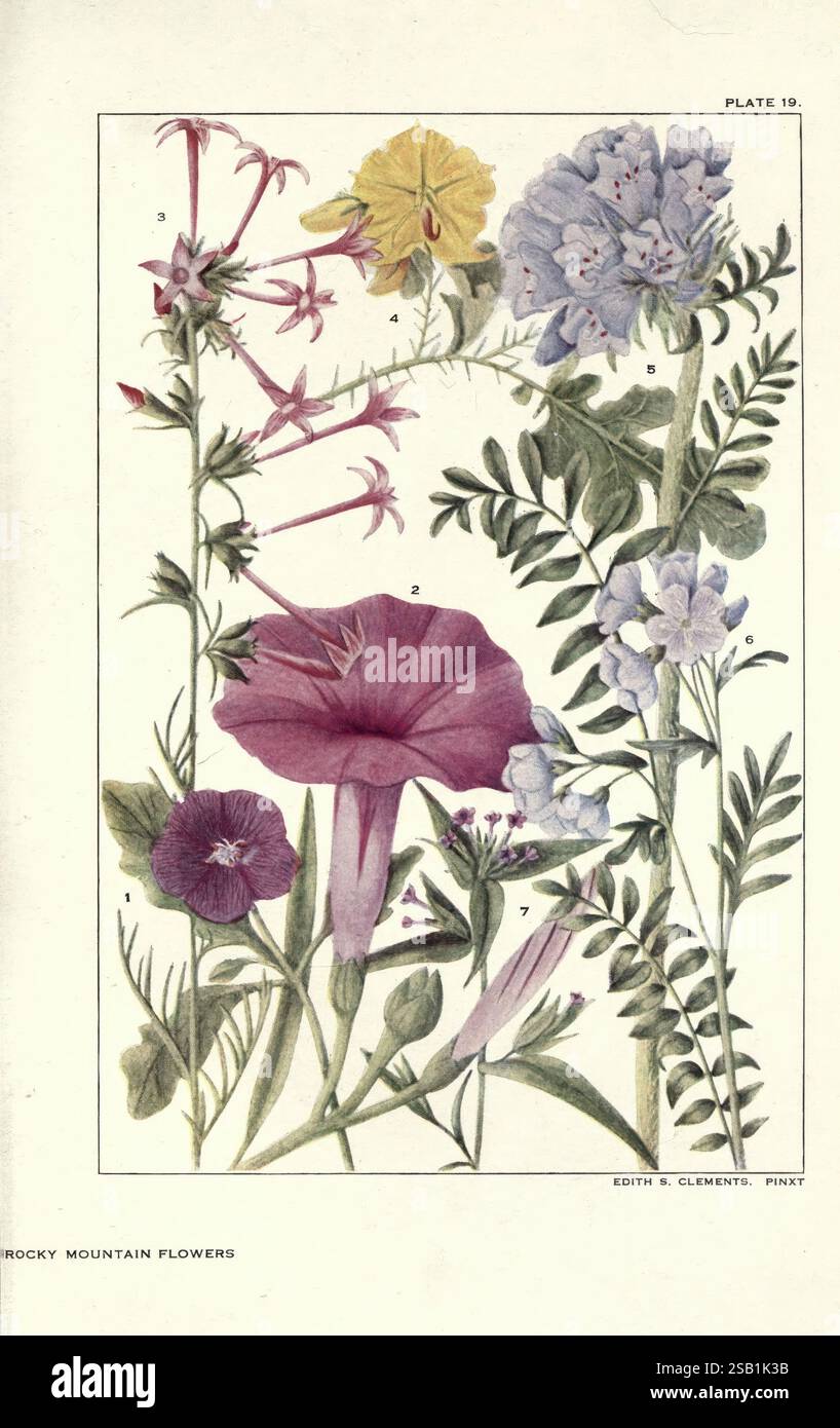 Ipomoea leptophylla ipomopsis aggregata solanum rostratum polemo hi-res ...