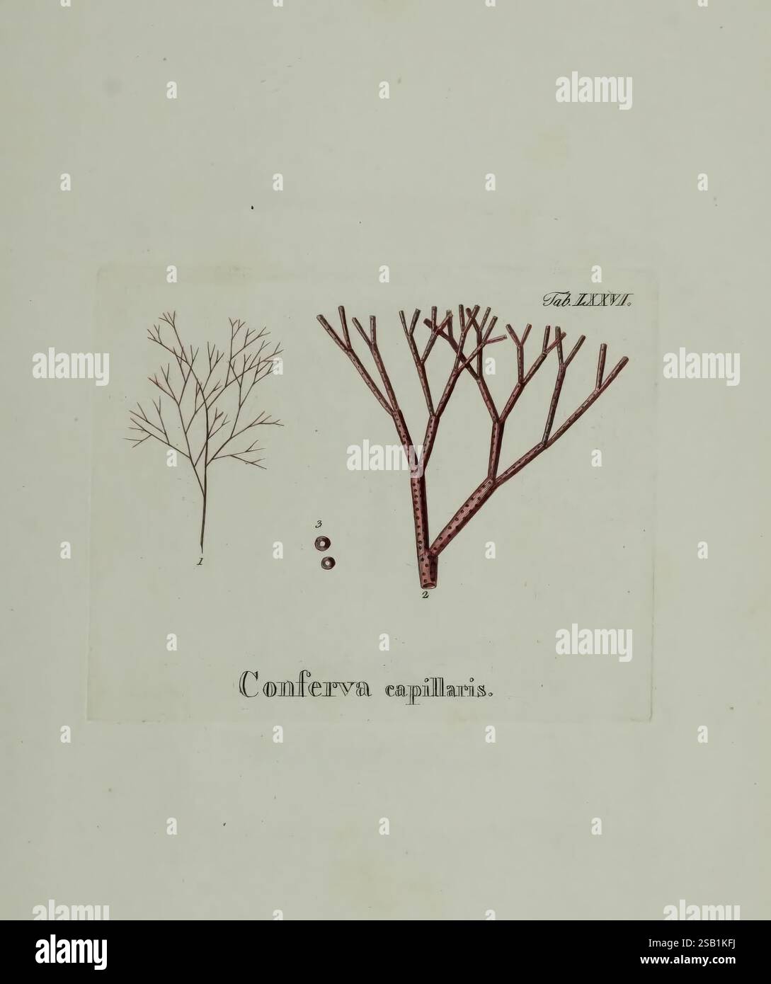 Hydrophytologiae Regni Neapolitani icones Neapoli Ex Typographia ...