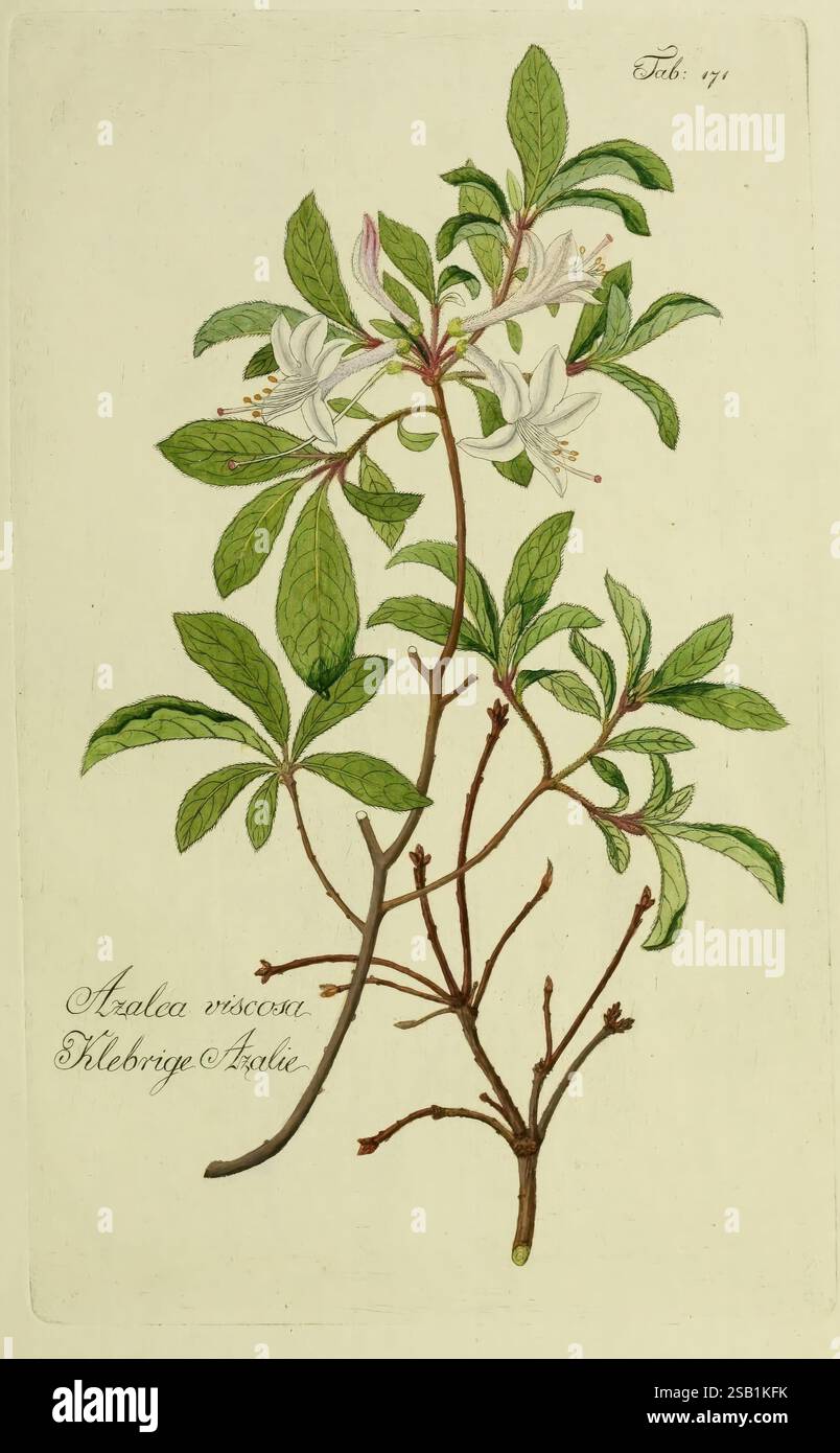 Azalea Structure Azalea viscon hi-res stock photography and images - Alamy