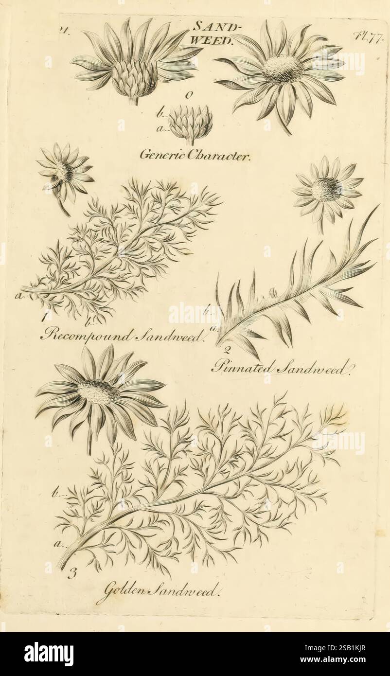 The vegetable system, London,, 1759-1763, botany, pictorial works., The ...