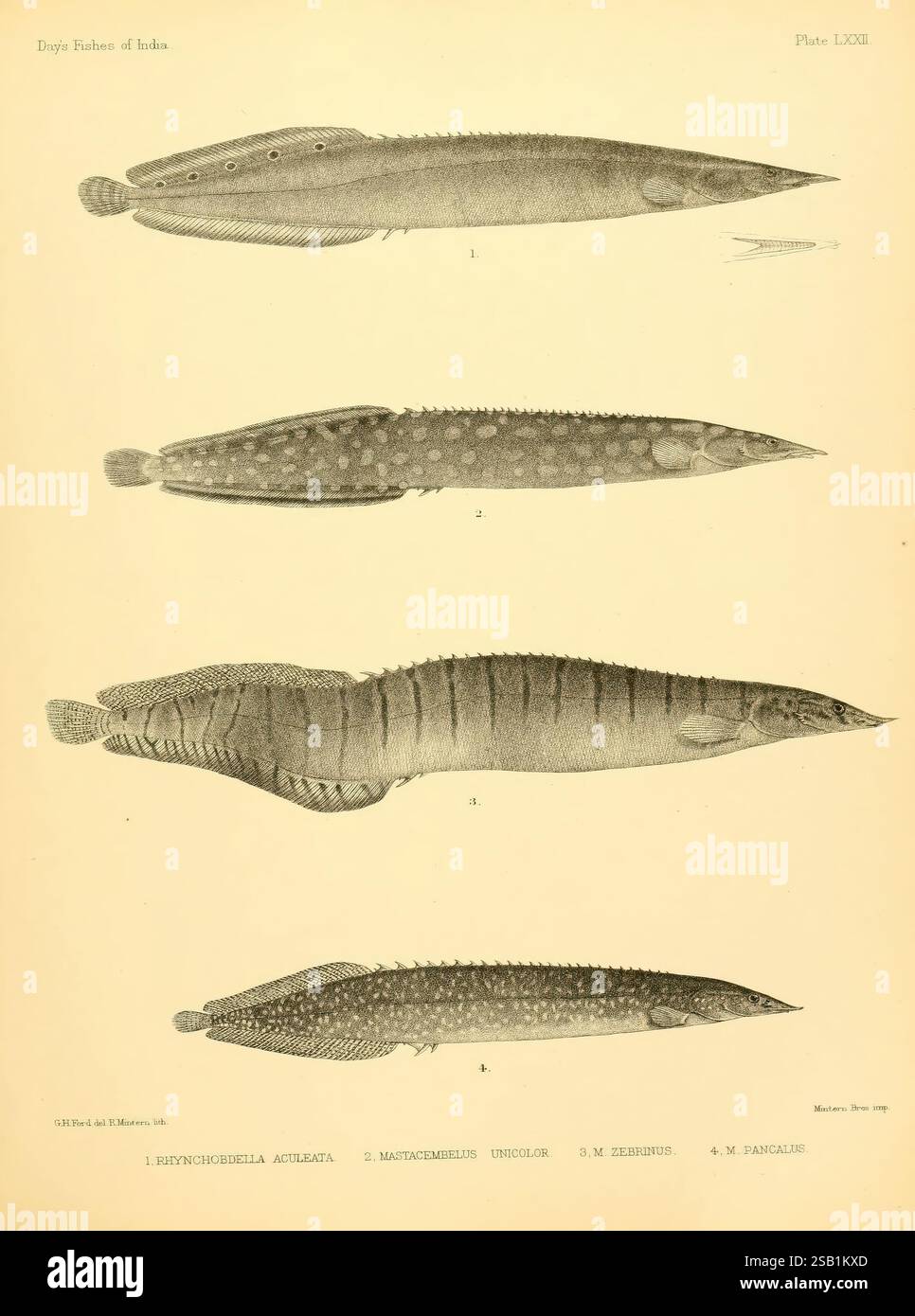 The fishes of India, [1875]-1878. India, Burma, Indian Ocean, Sri Lanka ...