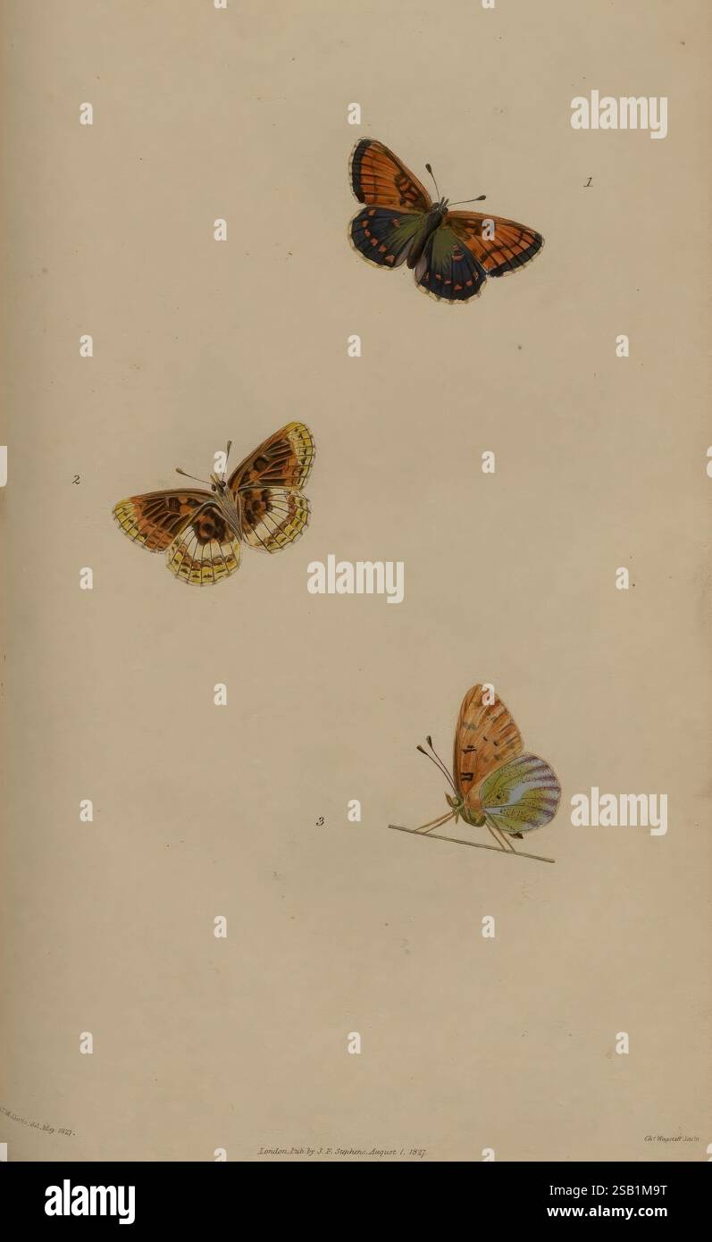 Illustration features three distinct butterfly species displayed hi-res ...