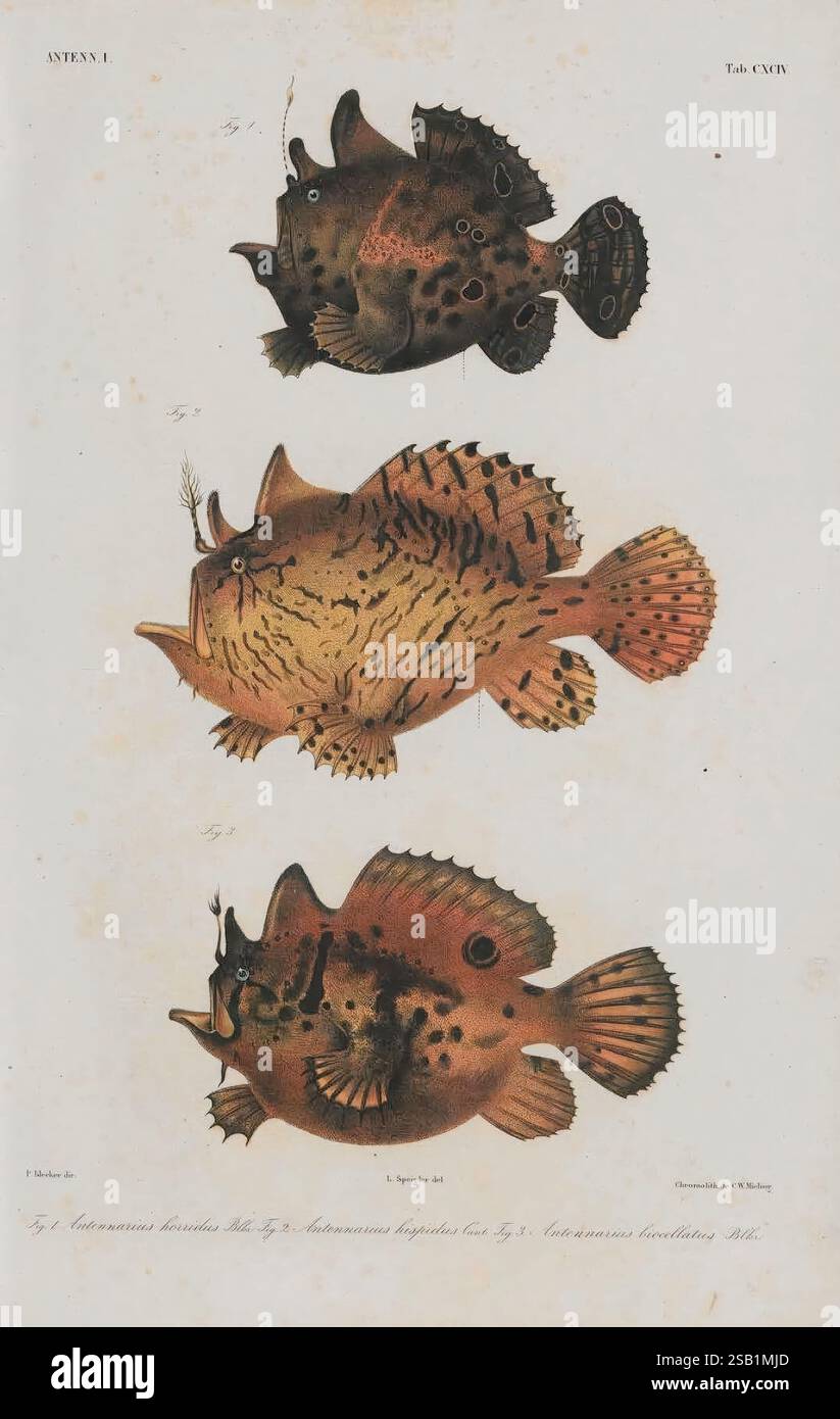 Distinct Fish Illustrated classification of three distinct fish species hi-res stock ...