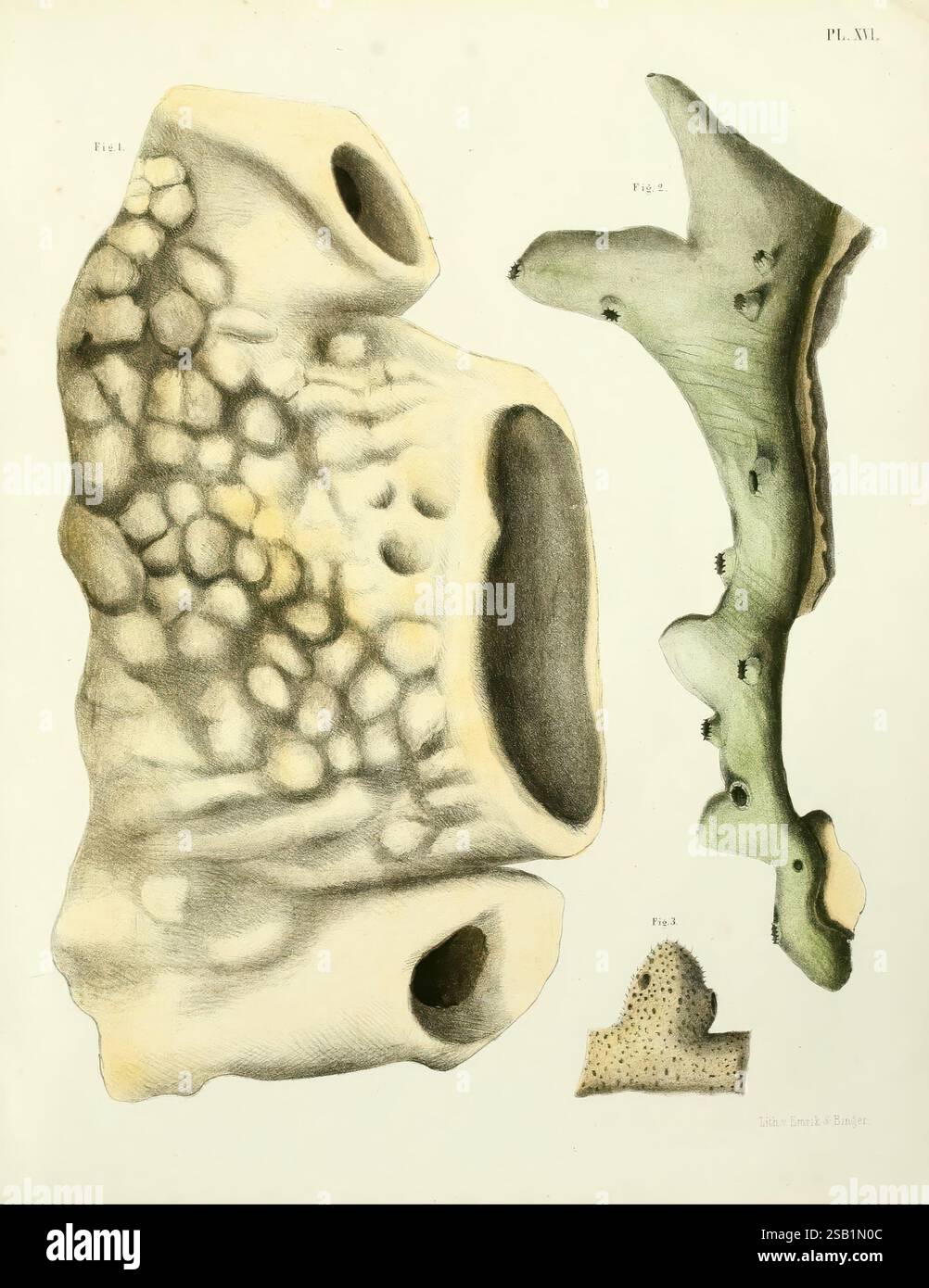 Purous Design Porous designs hi-res stock photography and images - Alamy