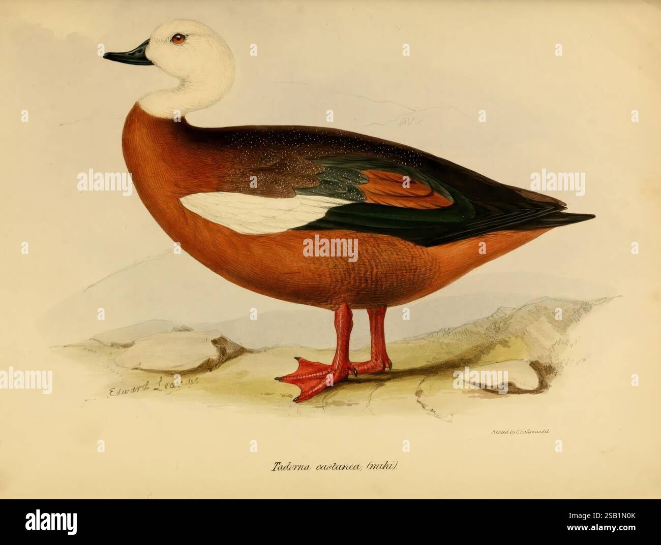 Predominantly deep orange hi-res stock photography and images - Alamy