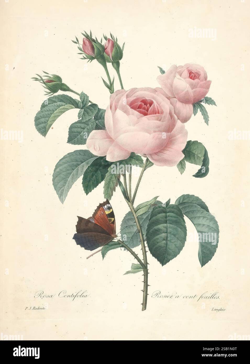 Choix des plus belles fleurs Paris Ernest Panckoucke 1833 botany France icones pictorial works rose rosier à cent feuilles rosier butterfly Pierre-Joseph Redouté flowers cabbage rose Rosa centifolia, A delicately illustrated rose plant featuring large, soft pink blooms complemented by intricate green leaves and several budding rose buds. At the base of the plant, a beautifully detailed butterfly rests, showcasing vibrant colors on its wings, creating a striking contrast with the floral elements. The composition highlights the beauty of nature, emphasizing intricate textures and natural forms. Stock Photo