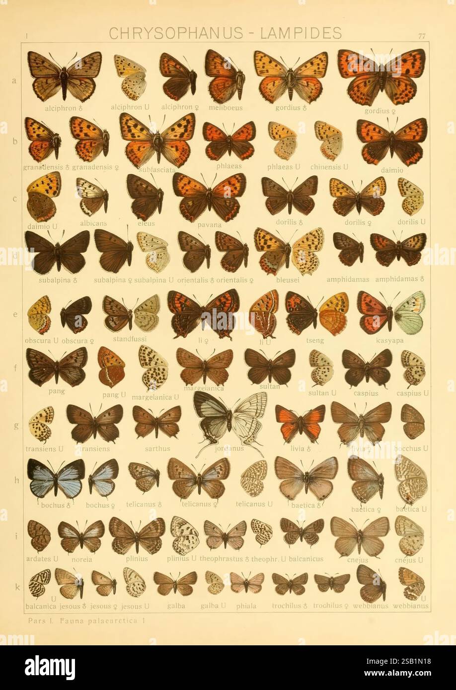 Systematic catalog highlights 27 different species hires stock