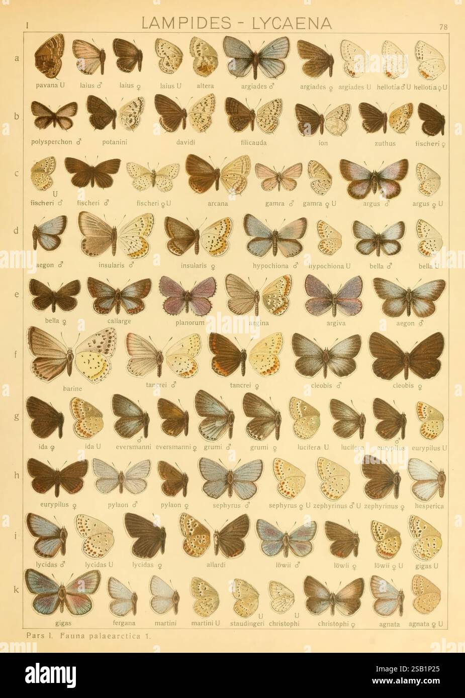 The Macrolepidoptera of the world, Stuttgart, Seitz'schen (Kernen ...