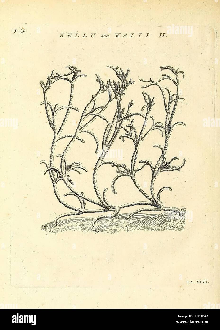 Featuring multiple stems adorned hi-res stock photography and images ...