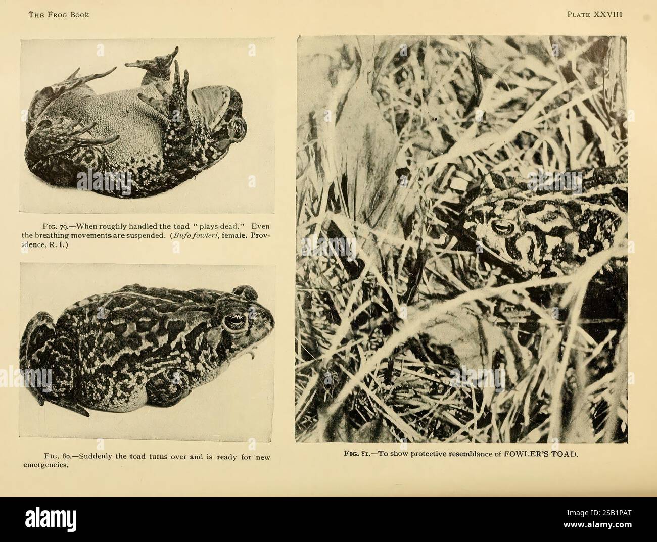 The frog book, New York,1907, amphibians, North America, toads, Fowler ...
