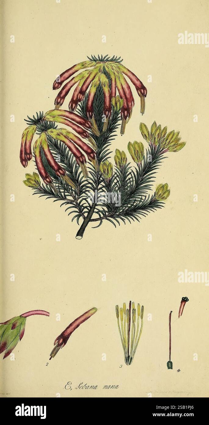 The heathery, or A monograph of the genus Erica, London, Henry G. Bohn ...