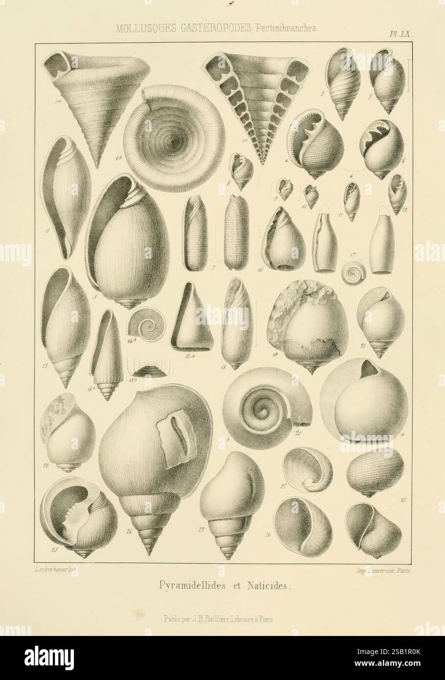 Paleontology fossils pictorial works hi-res stock photography and ...