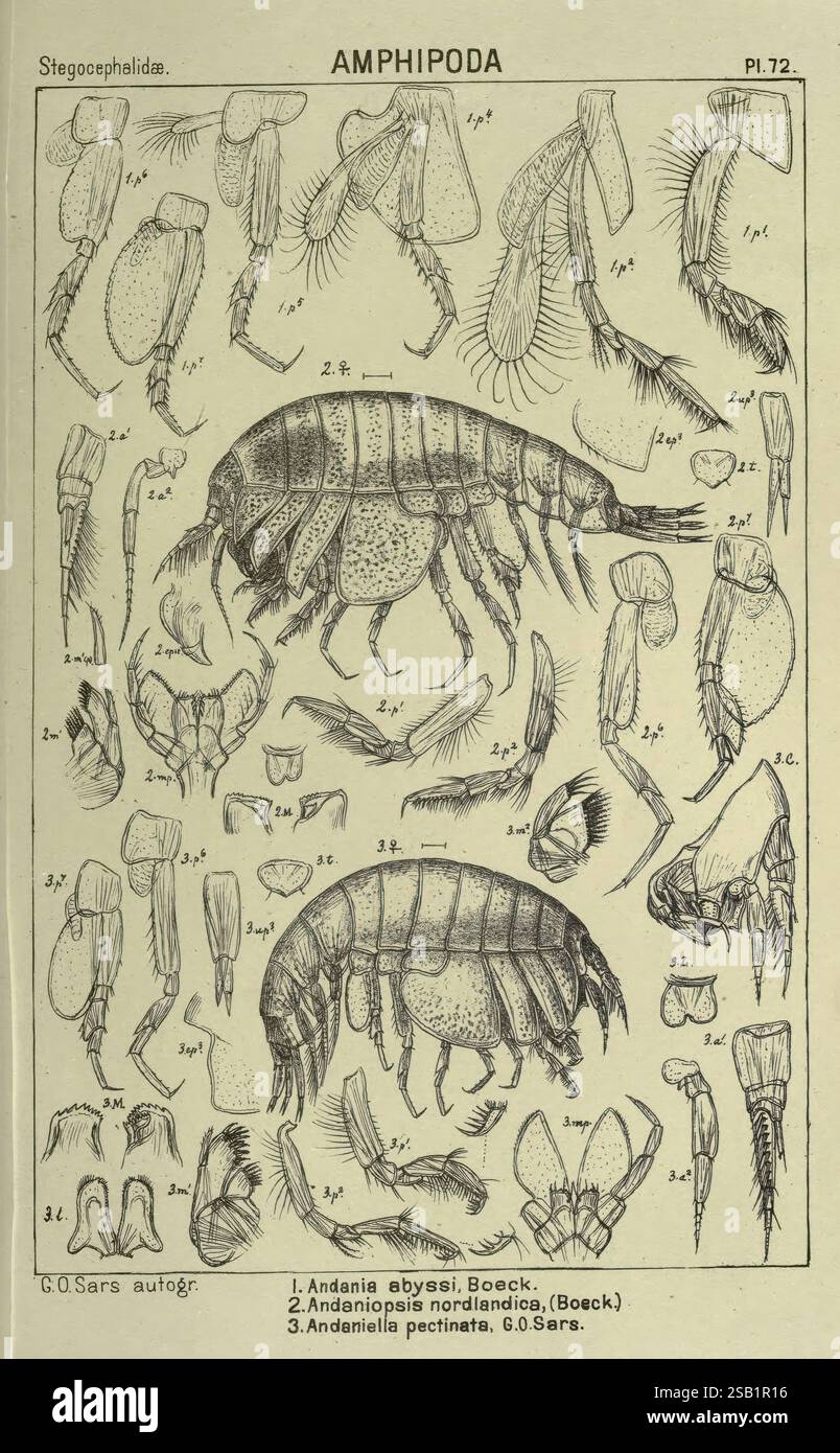 An account of the Crustacea of Norway. v.1 Amphipoda (plates ...
