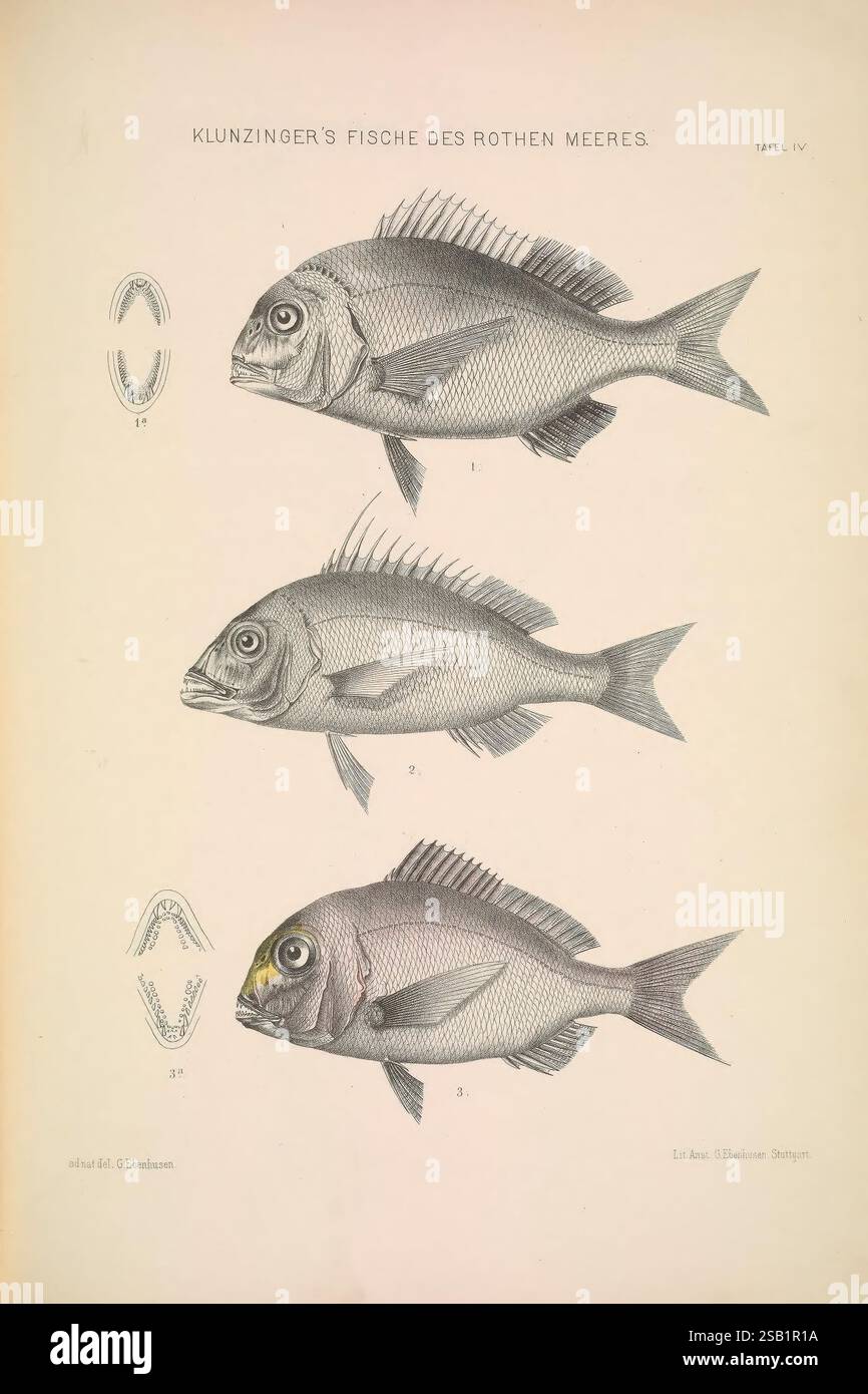 Fish exhibits prominent features hi-res stock photography and images ...