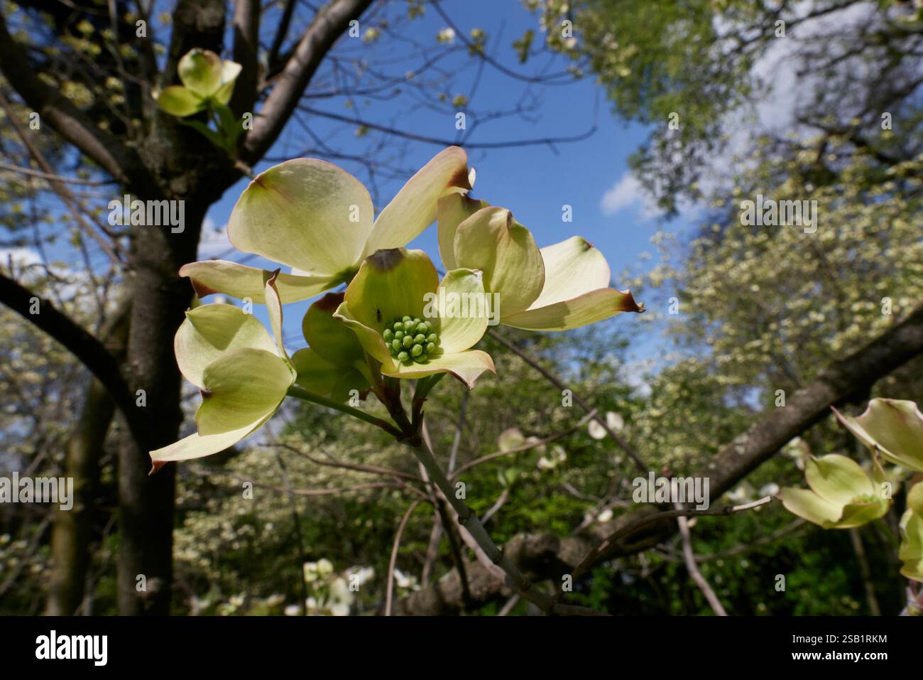 Florida spring hi-res stock photography and images - Alamy