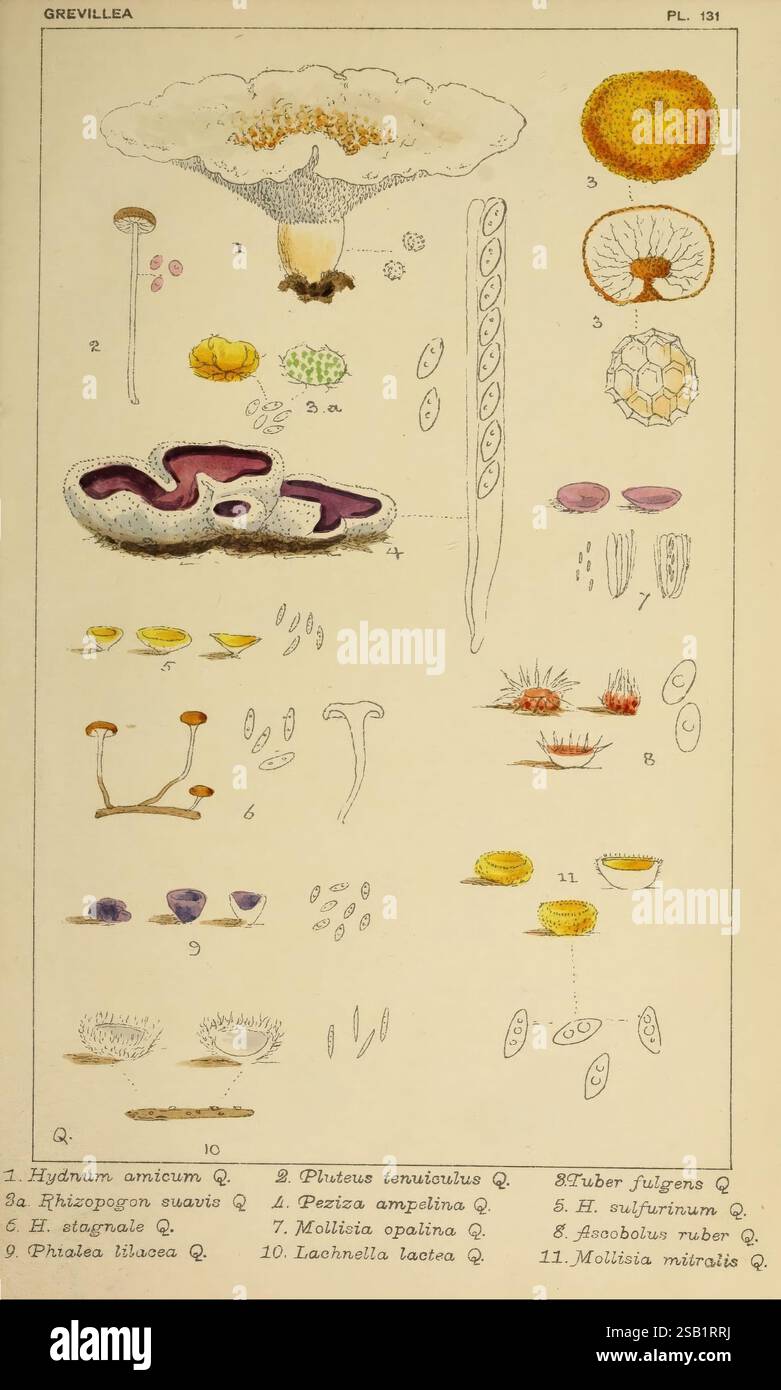 Spore formations hires stock photography and images Alamy