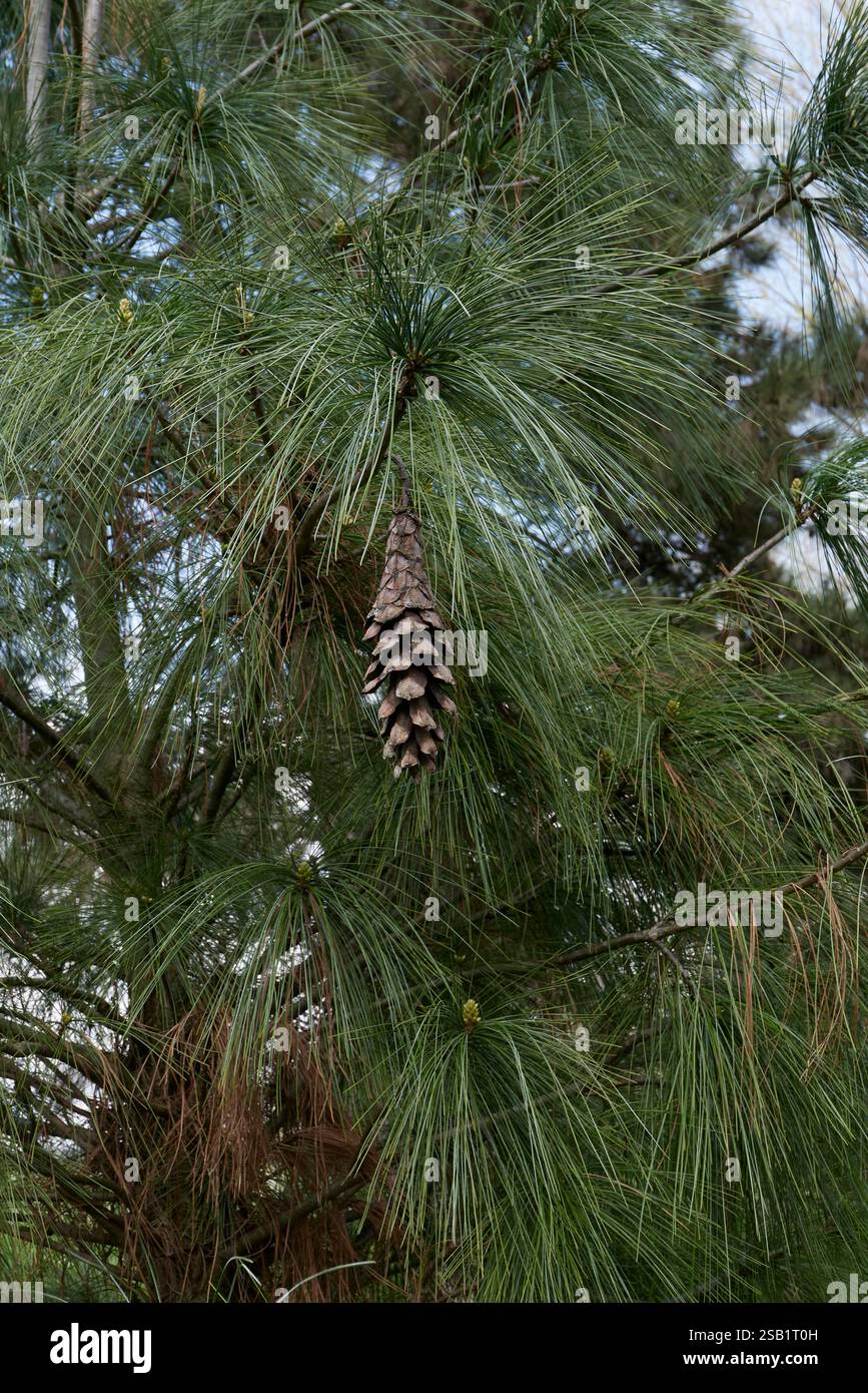 Pinus wallichiana branch close up Stock Photo