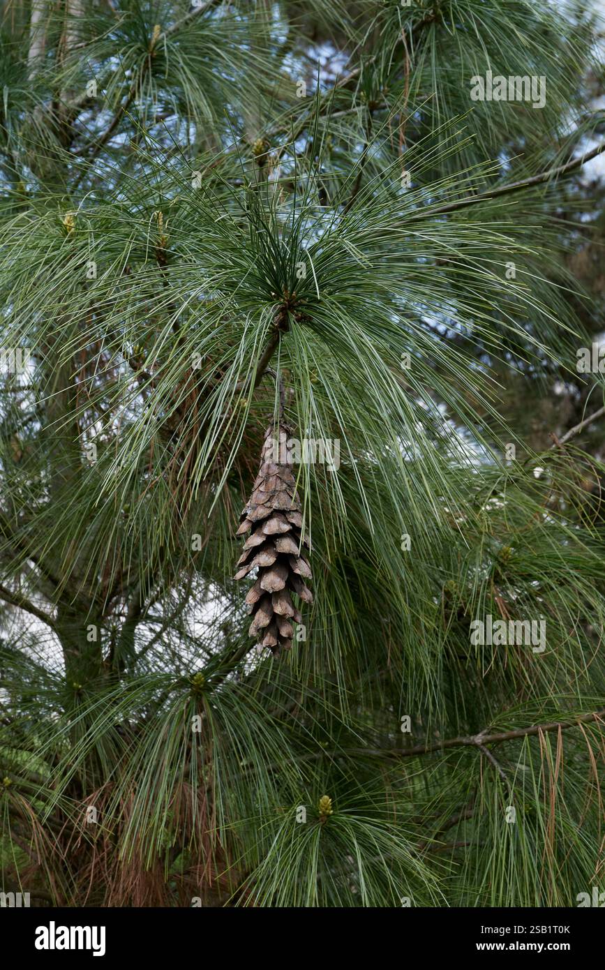 Pinus wallichiana branch close up Stock Photo