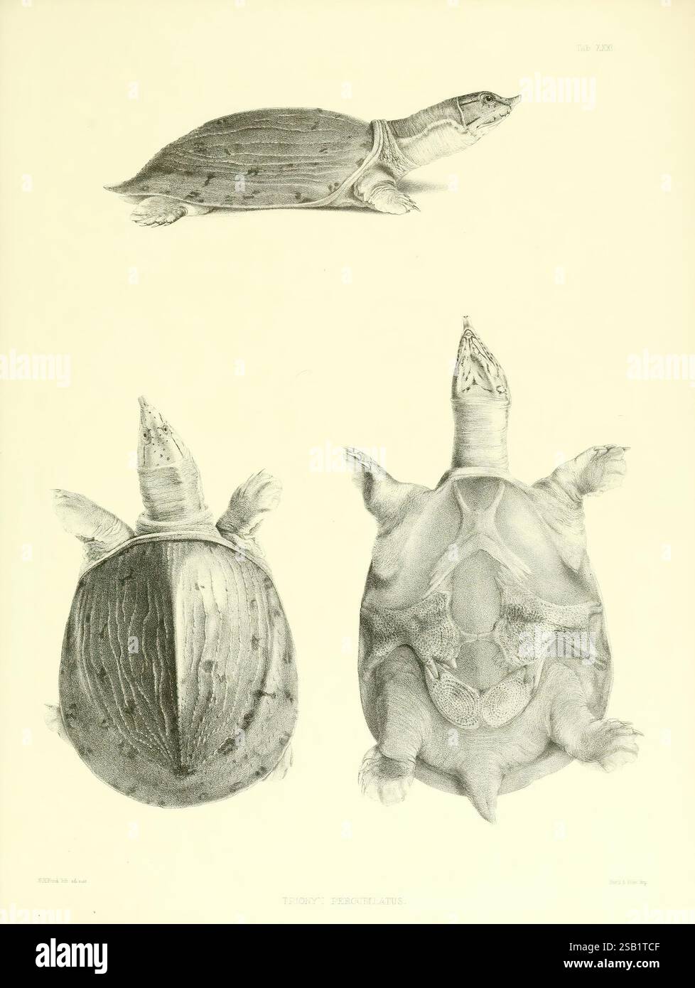 Catalogue of shield reptiles in the collection of the British Museum