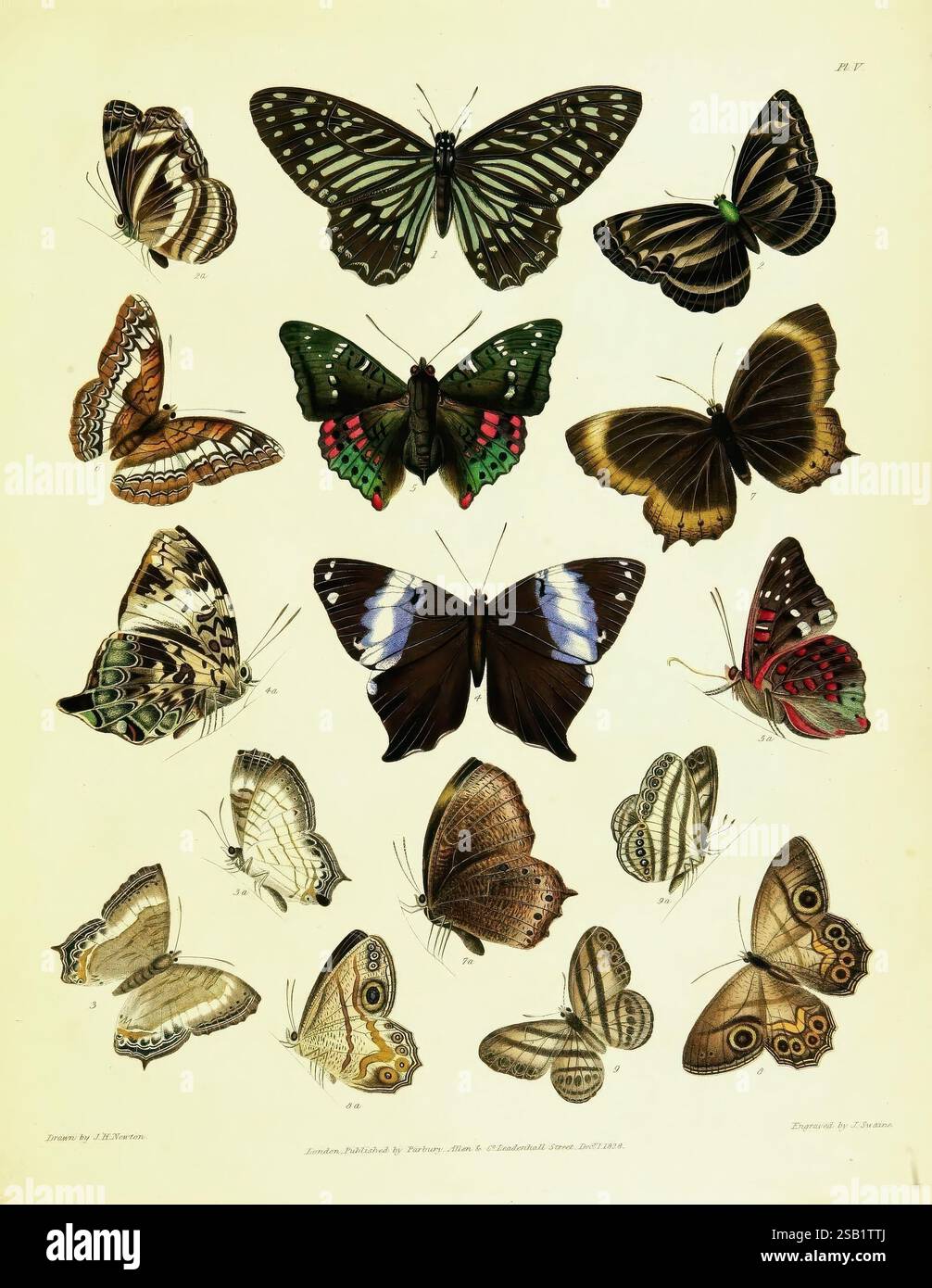A Descriptive Catalogue of the Lepidopterous Insects contained in the ...