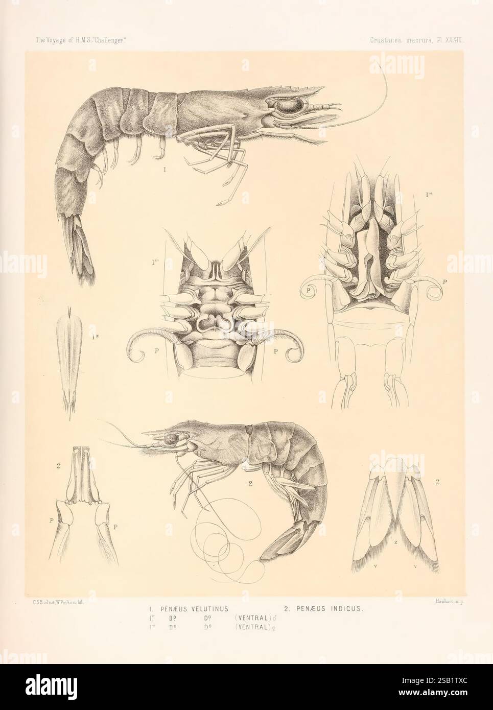 Report on the scientific results of the voyage of H.M.S. Challenger during the years 1873-76 under the command of Captain George S. Nares Edinburgh, Neill, 1880-1895., This illustration showcases the anatomy of the species *Penaeus*—specifically *Penaeus velutinus* and *Penaeus indicus*. The detailed drawings include various views of the shrimp, highlighting the exoskeleton structure, appendages, and detailed features such as the cephalothorax and abdominal segments. Labels identify key anatomical parts, providing insights into the morphology and classification of these marine crustaceans. The Stock Photo