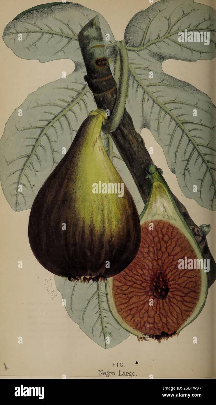 Fig Reference The florist and pomologist. London, Journal of Horticulture Office ...