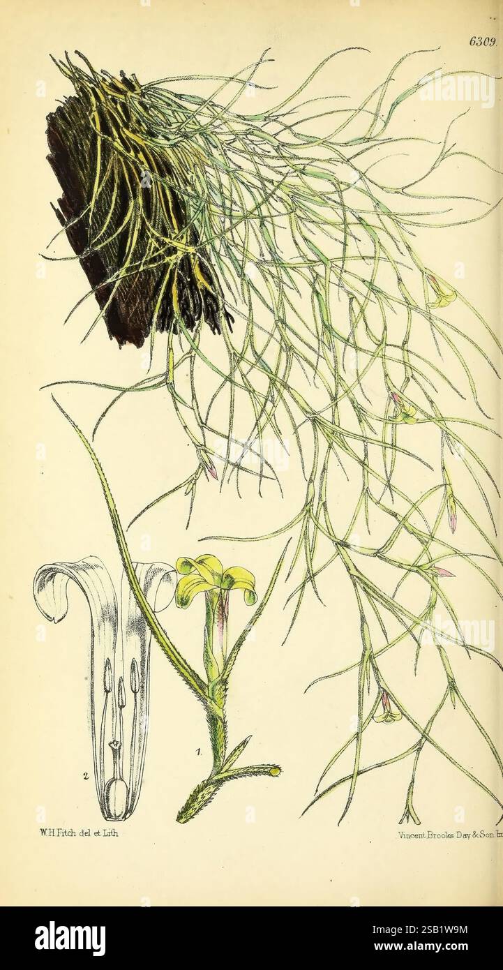 Tillandsia usneoides illustration hi-res stock photography and images ...