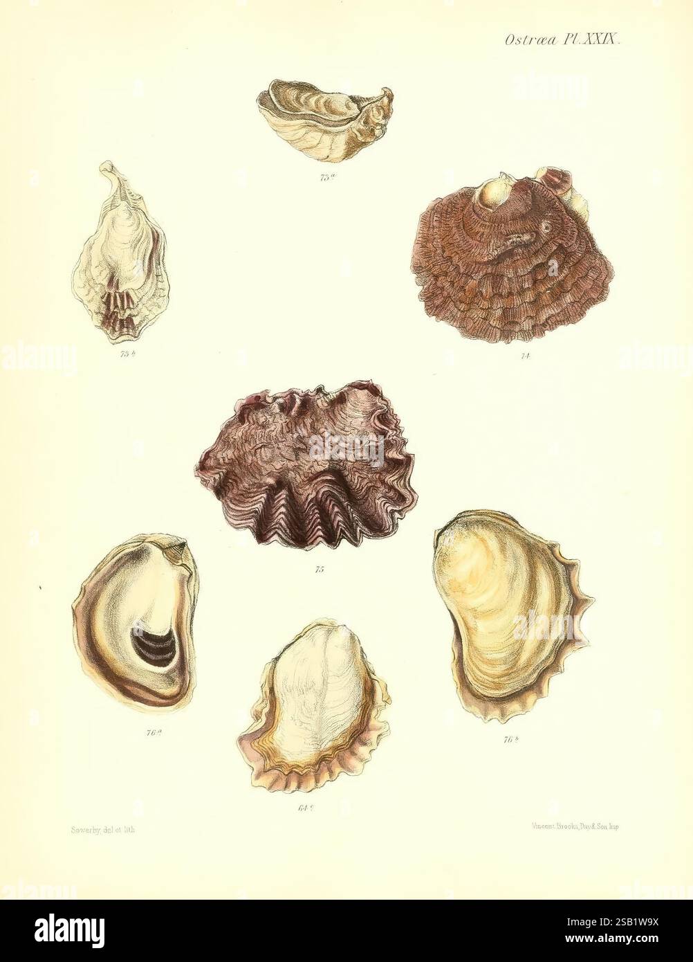 Conchologia Iconica, or Illustrations of the shells of molluscous ...