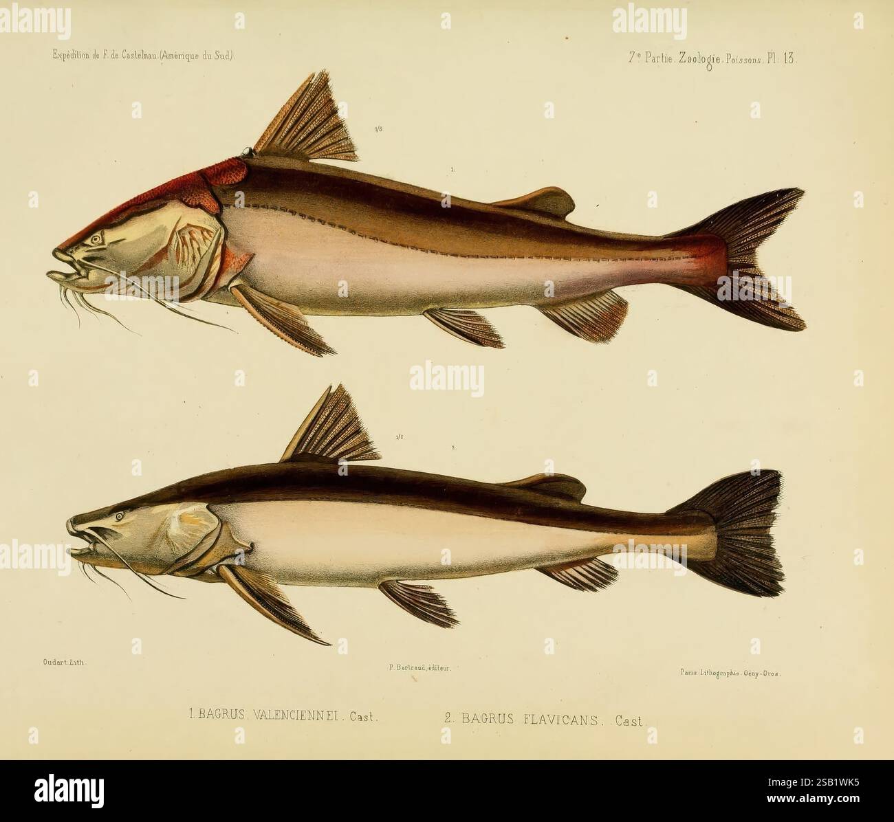Distinct Fish Artwork features two distinct fish species hi-res stock photography and ...