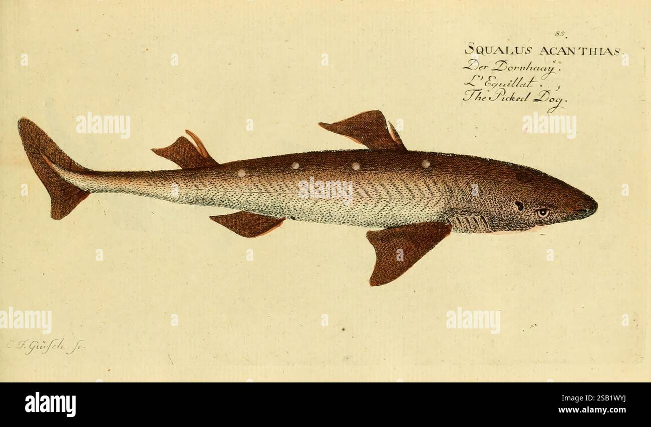 Thorough Fish Ichthyologie ou Histoire naturelle des poissons, Berlin, Chez l'auteur ...