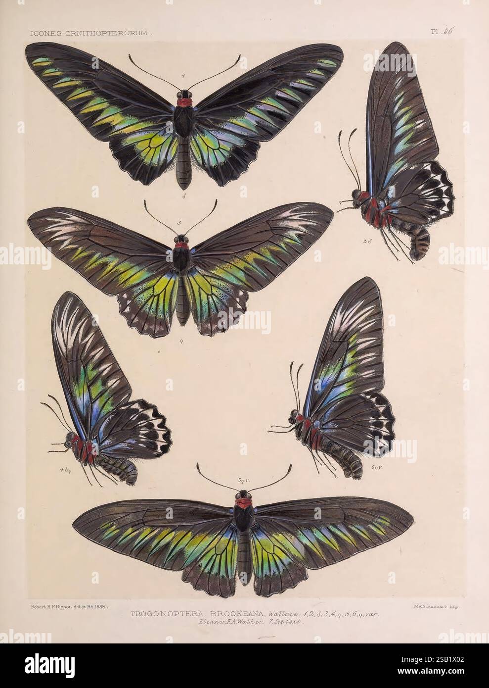 Composition presents two butterflies hi-res stock photography and ...