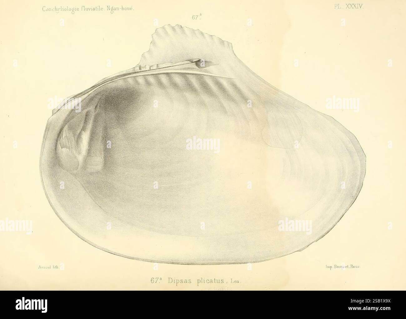 Conchyliologie, fluviatile, de, la, province, de, Nanking, et, de, la ...