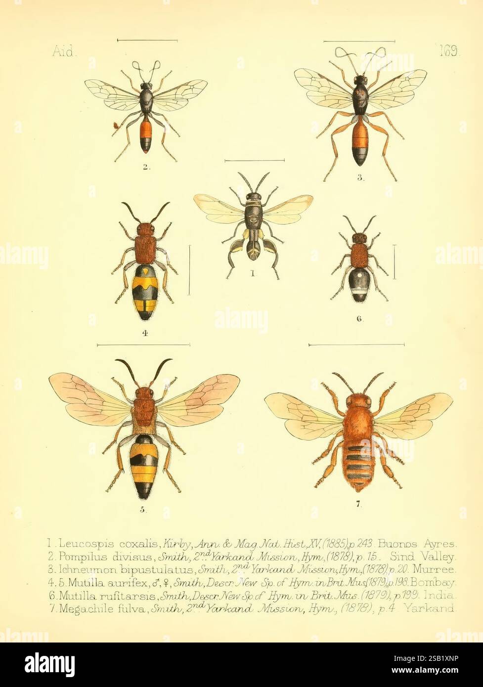 Pompilus Rufipes Aid to the identification of insects, London, E.W. Janson, 1880-90 ...