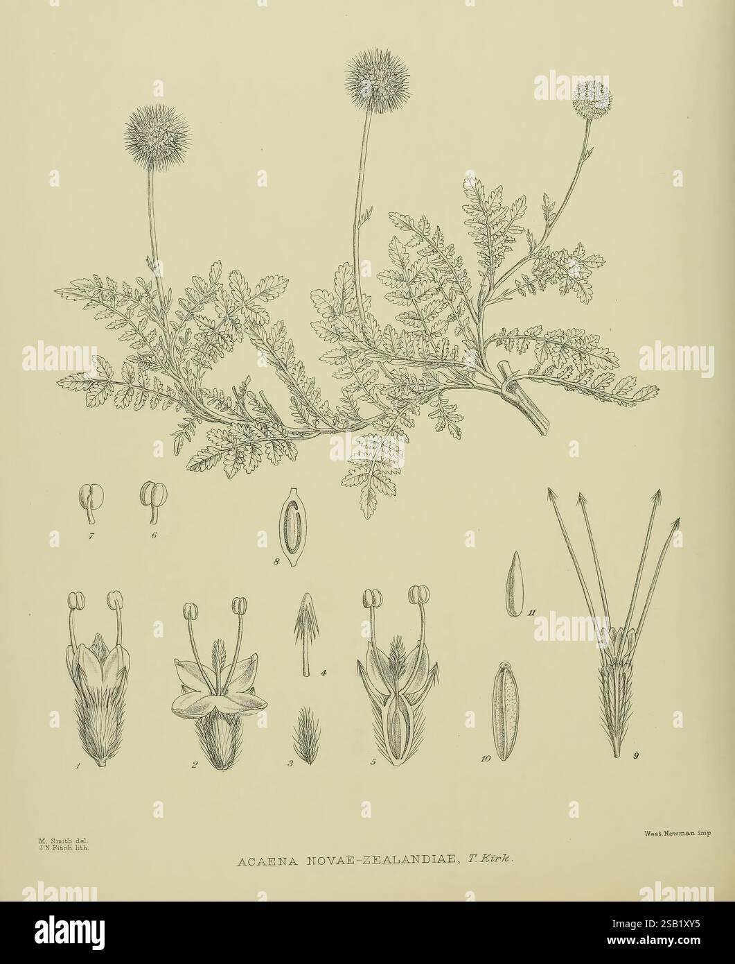 Illustrations of the New Zealand flora Wellington John Mackay Govt ...