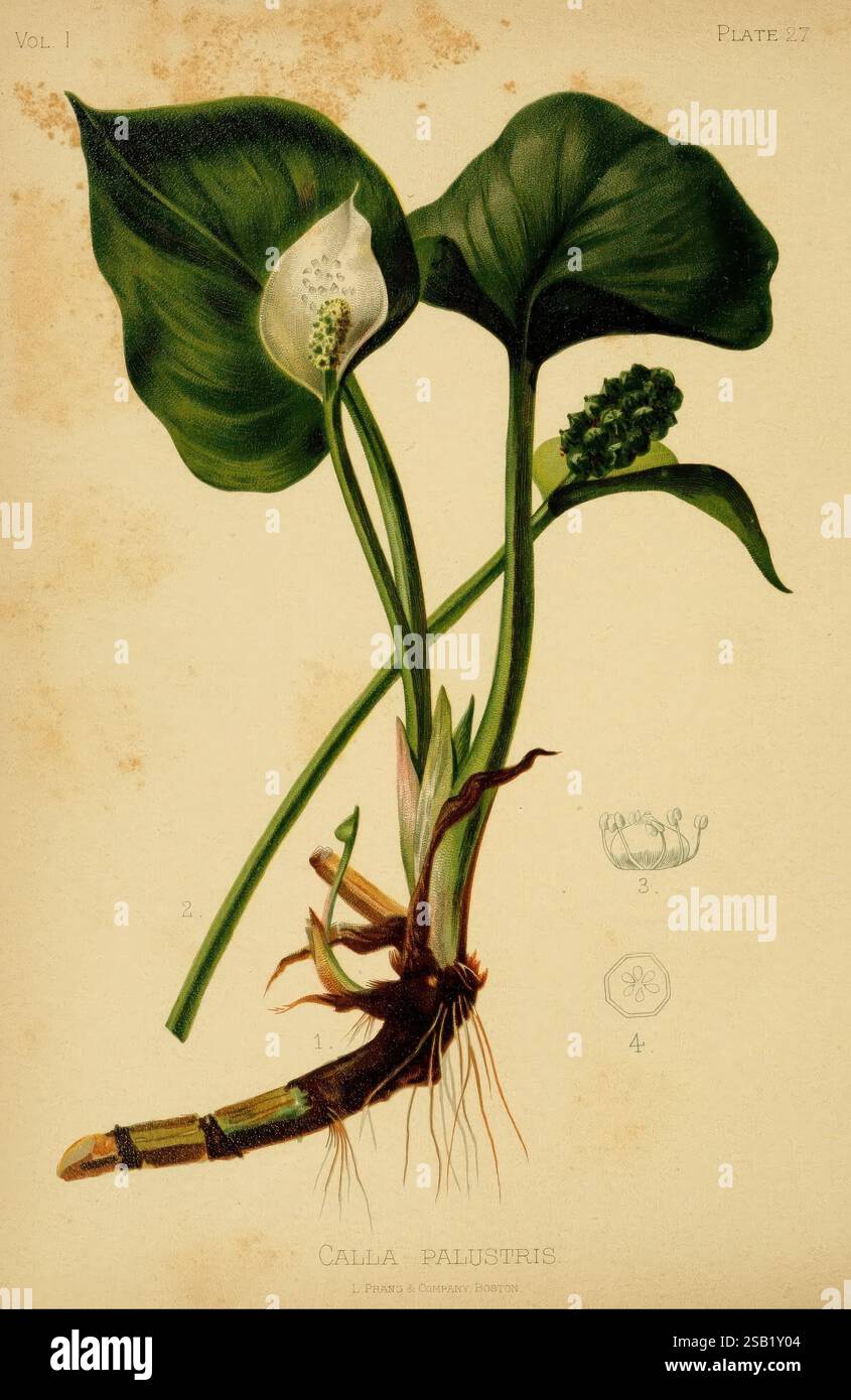 Plant species calla palustris hi-res stock photography and images - Alamy
