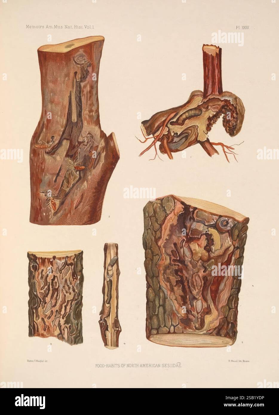 Various north american tree species hires stock photography and images