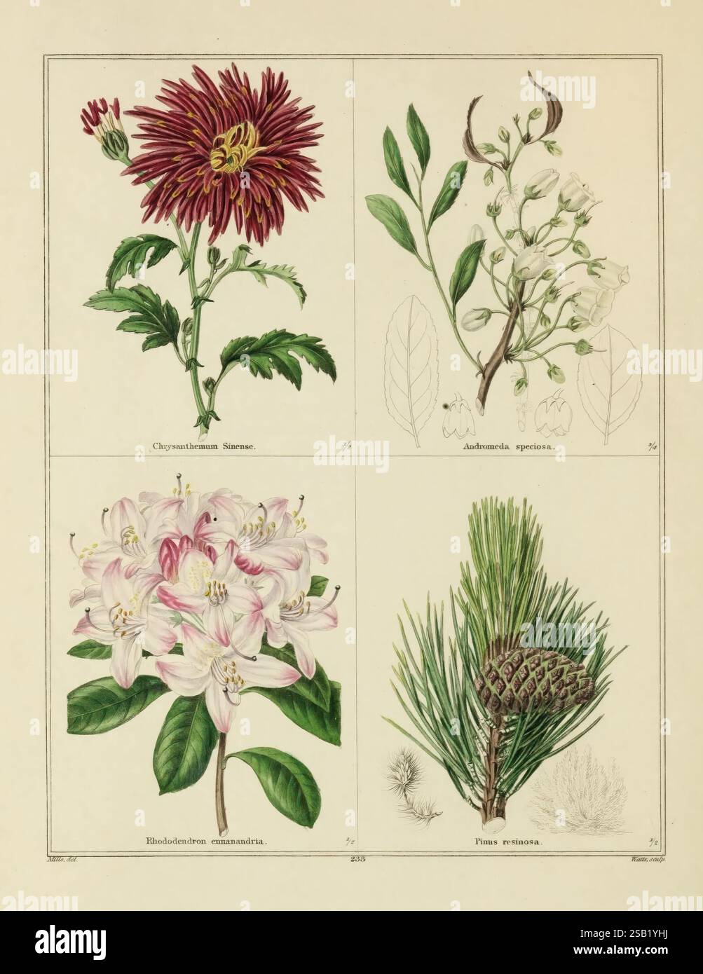 left botanical ︎× left botanical left_botanical レフトボタニカル 鉢 Left botanical