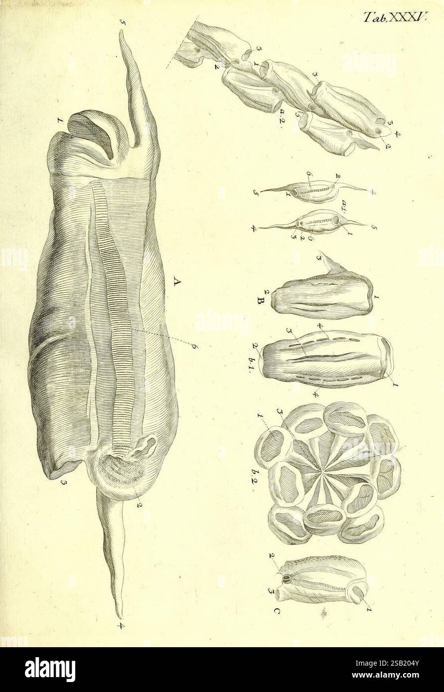 Depict additional anatomical components hi-res stock photography and ...