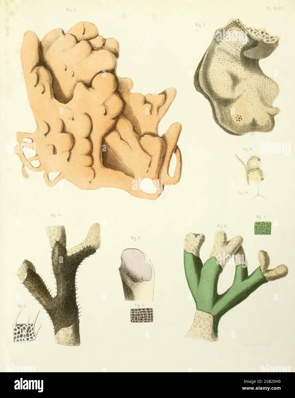 Sponge Forms Upper right section displays different types hi-res stock photography ...