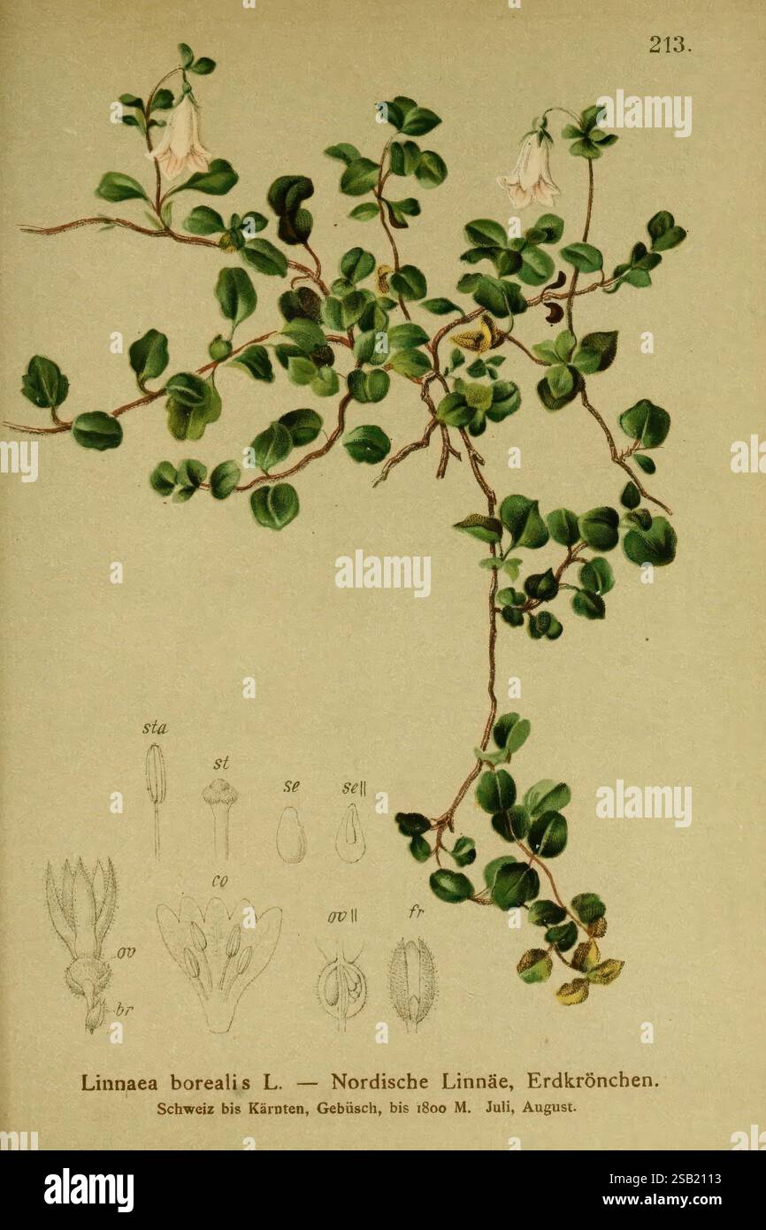 Atlas der Alpenflora, Wien, Alpenvereins, 1882, Alps, Atlases, Mountain Plants, The illustration features a botanical study of Linnaea borealis L., commonly known as twinflower or Nordische Linné, Erdkrönchen. The plant is depicted with its delicate, bell-shaped flowers and trailing, leafy stems. Accompanying the main plant are detailed drawings of various morphological features, including the flower parts such as sepals (sta), petals (pet), and reproductive structures (st, se, sett, ov, fr), showcasing the plant’s anatomy. The illustration notes the geographical range from Switzerland to Cari Stock Photo