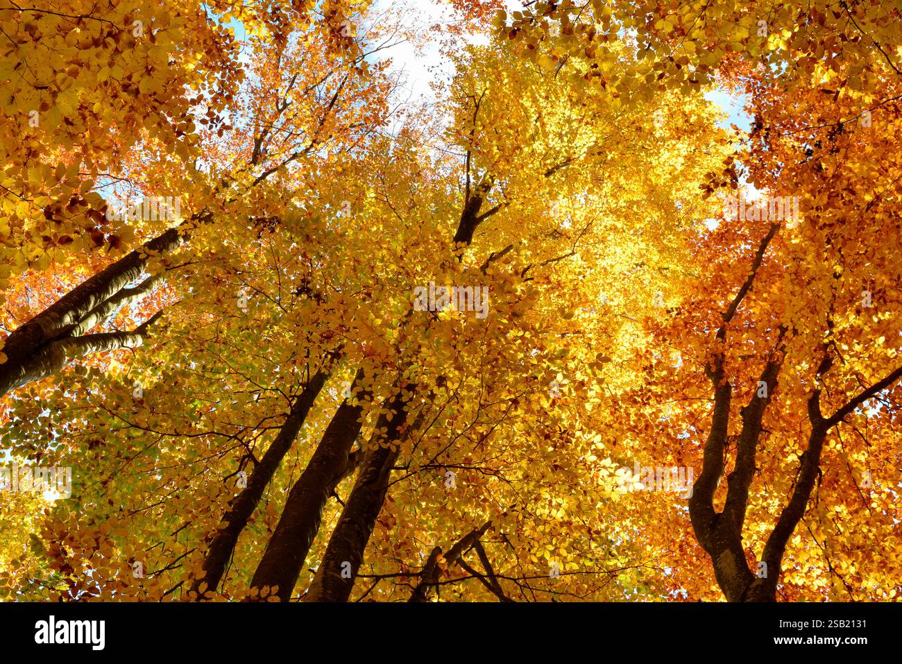 Golden beech leaves under the autumn sun in Transylvania Stock Photo ...