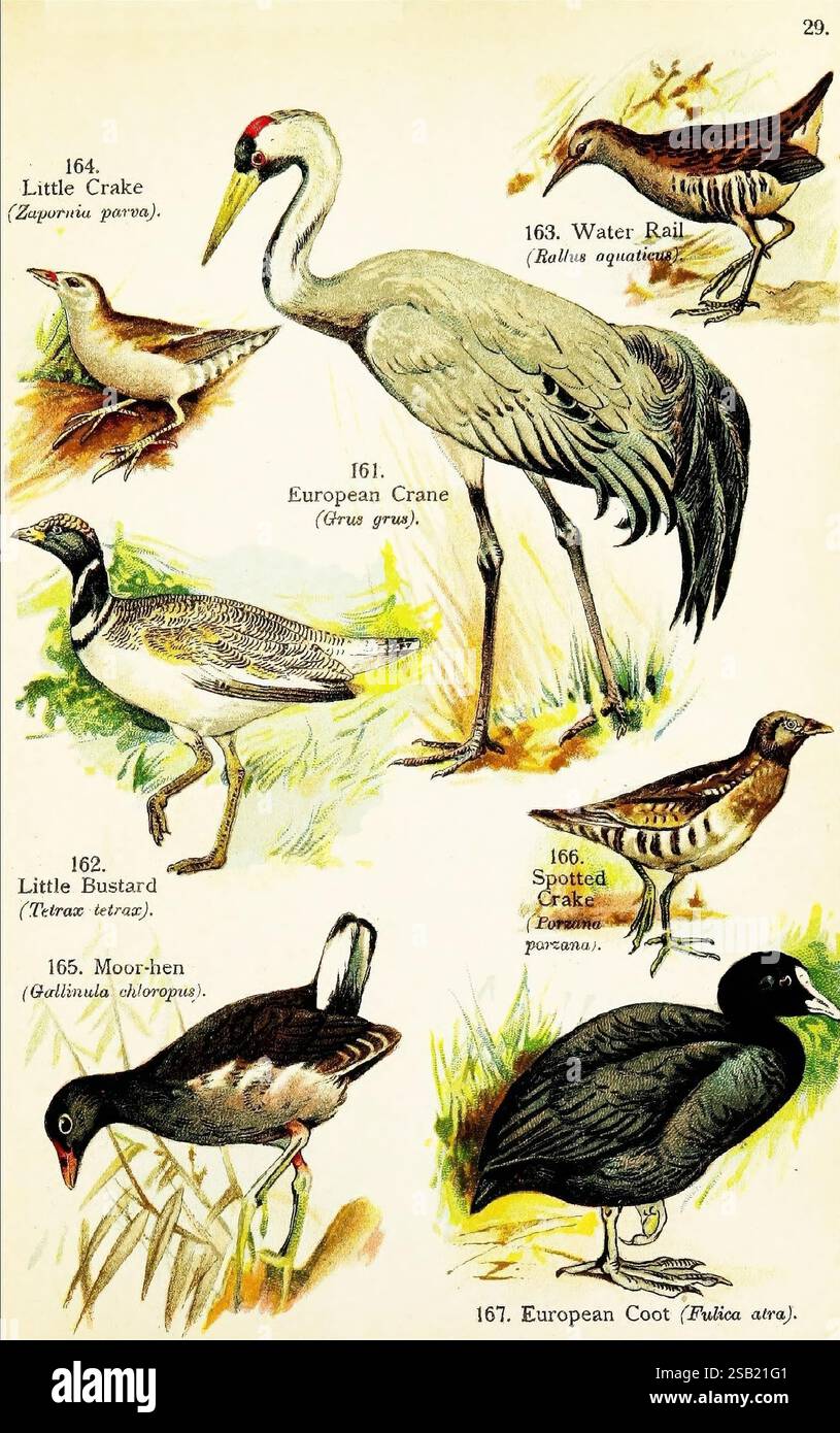 Birds of the World for Young People, New York, F.A. Stokes Company ...