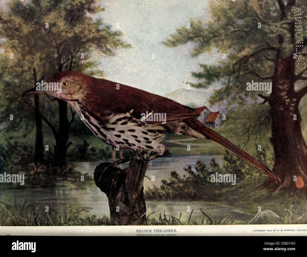 Birds of Buzzard's Roost Indianapolis, Ind. Scott-Miller Company 1907 ...
